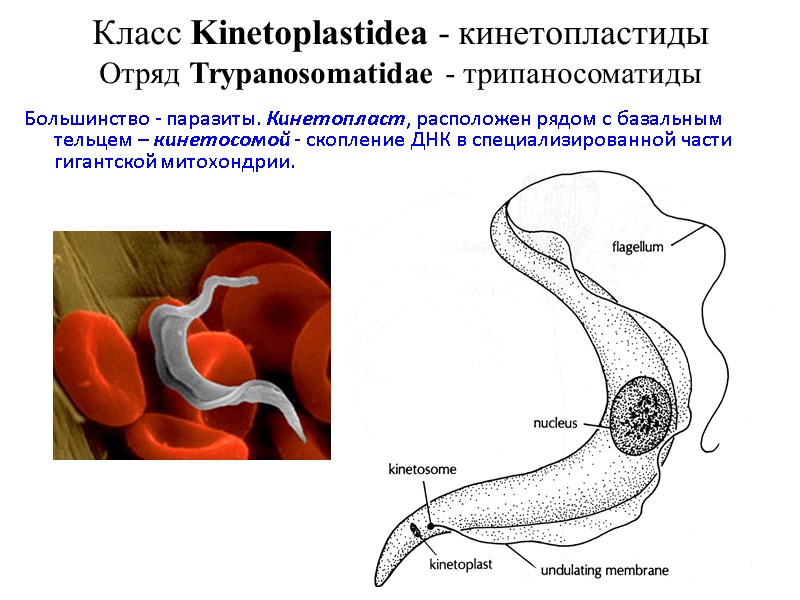 Класс Kinetoplastidea - кинетопластиды Отряд Trypanosomatidae - трипаносоматиды Большинство - паразиты. Кинетопласт, расположен рядом